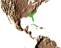 Habitat : Largement répandu aux Bahamas, à l’ouest de Cuba et au sud-est des Etats-Unis (Géorgie, Floride, Caroline du Nord et du Sud). On rencontre surtout le Sabal palmetto en sol humide près de la mer, dans les dunes, le long des rivières et dans les zones inondées.