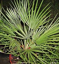 Chamaerops humilis, un excellent palmier en pot 