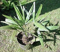 Rhapidophyllum hystrix est le plus résistant au froid de tous les palmiers