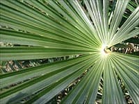 L'élégante palme de Trachycarpus fortunei paysagiste à bordeaux
