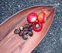 Fruits et graines du Butia capitata à l'intérieur d'une spathe séchée