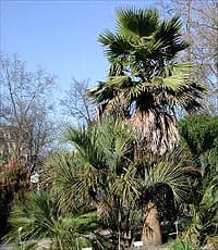 groupe de palmiers au jardin botanique de Bordeaux