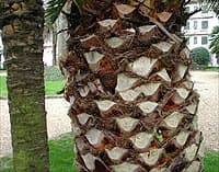 Notez la largeur du stipe de ce phoenix (centre) par rapport à celui d'un Trachycarpus fortunei (à gauche)