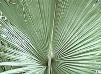 Dessous d'une palme bleutée de Sabal bermudana