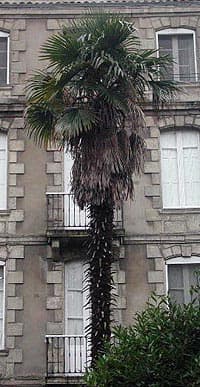 Un superbe exemplaire du plus courant des palmiers résistant au froid, le majestueux Trachycarpus fortunei, ici à Bordeaux dans un jardin.