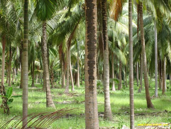 cocos-nucifera-plantation