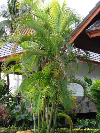 dypsis-lutescens-adulte