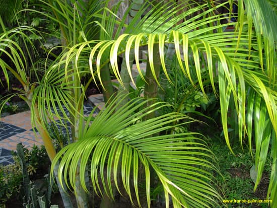 dypsis-lutescens-palme