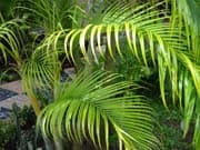 palmiers tropicaux