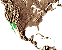 Habitat : Nord-ouest du Mexique (Baja California, Sonora), dans les canyons et les gorges, en zones désertiques. 