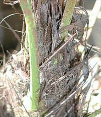 Les fortes épines de Rhapidophyllum hystrix