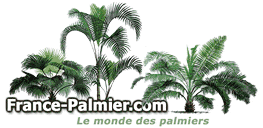 Retour galerie photo France Palmier categorie Palmiers Rustiques