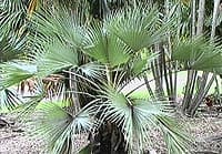 Brahea armata, jeune plante au Sydney Royal Botanic Garden