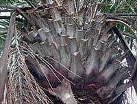 Base des pétioles en spirale sur un specimen adulte à Hendaye