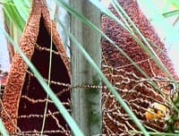 spathe naviculaire pointue recouverte chez Butia eriospatha d’un épais tomentum laineux de couleur brunâtre