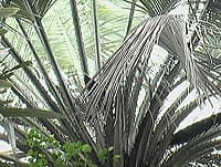 La couronne imposante de Butia yatay, au jardin botanique de la ville de Brisbane, en Australie