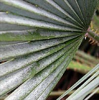 Les palmes sont de couleur vert clair sur le dessus et souvent légèrement laineuses dessous (fibres blanchâtres). Elles sont parfois presque bleues (Chamaerops humilis var.cerifera).