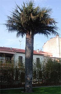 Jubaea chilensis à Perpignan