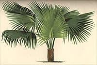Sabal bermudana, Extrait "Les palmiers", De Kerchove, Paris, 1878.