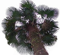 La couronne robuste de Trachycarpus takil