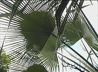 Les superbes feuilles palmées de Trachycarpus martianus, au Mt Coo-Tha Botanical Garden à Brisbane, en Australie