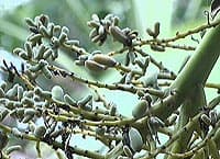 Infructescence, notez la forme ovale des fruits, un moyen de reconnaître à coup sûr le Trachycarpus martianus