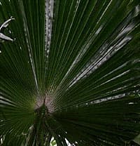 Dessous d'une palme de Washingtonia robusta