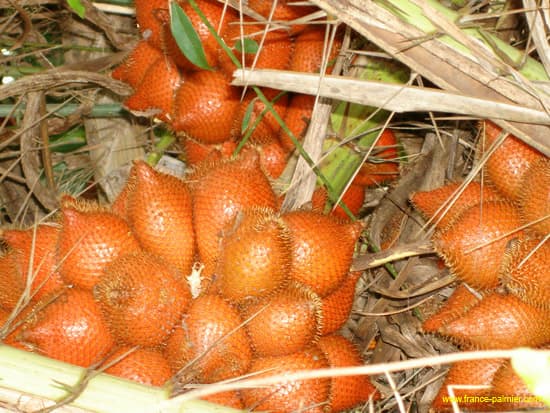 Salacca-zalacca-fruits
