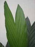 Chamaedorea-metallica-palme