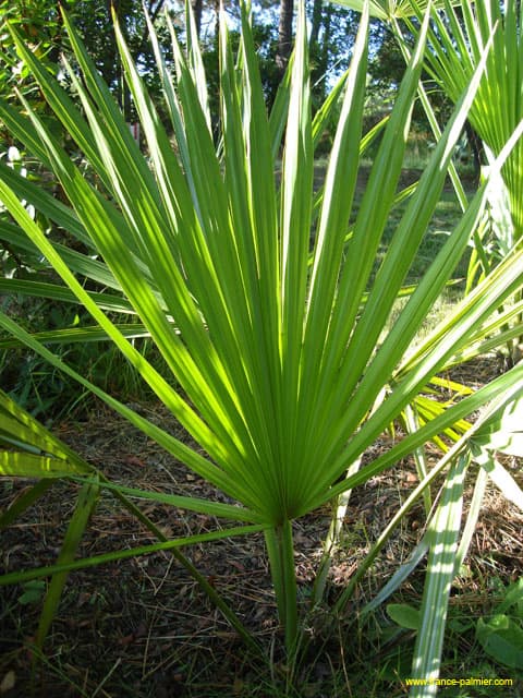 Sabal-minor-palme